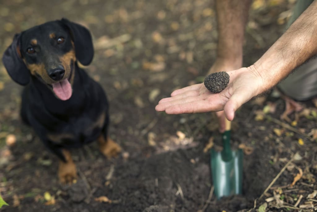 caccia al tartufo nelle gole del furlo