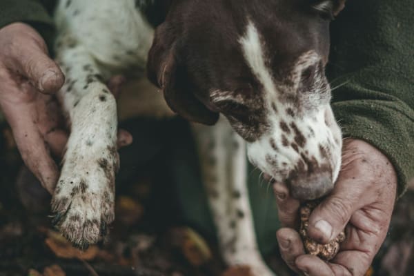 caccia al tartufo Marche