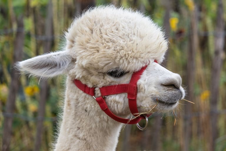 alpaca team building