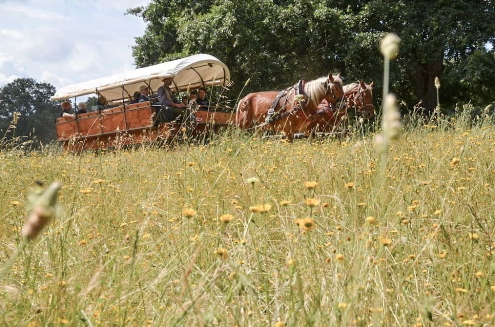 carrozze maremma