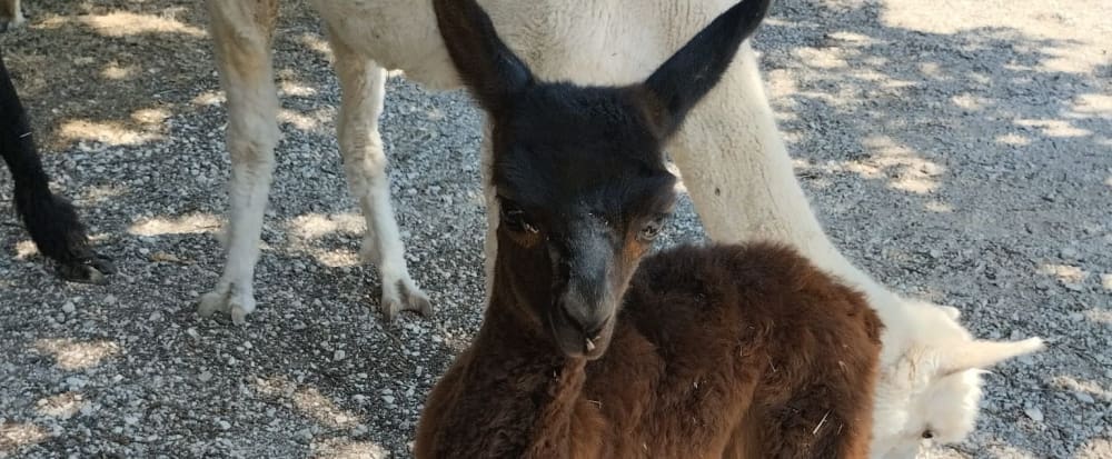 visita lama foligno