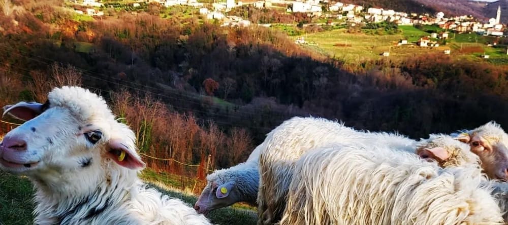 lavorazione lana reghet