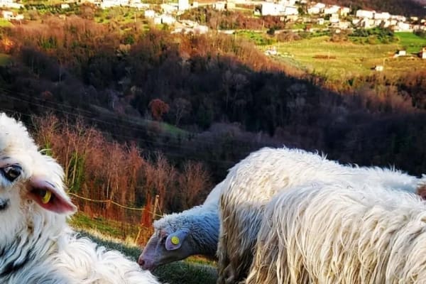 lavorazione lana reghet